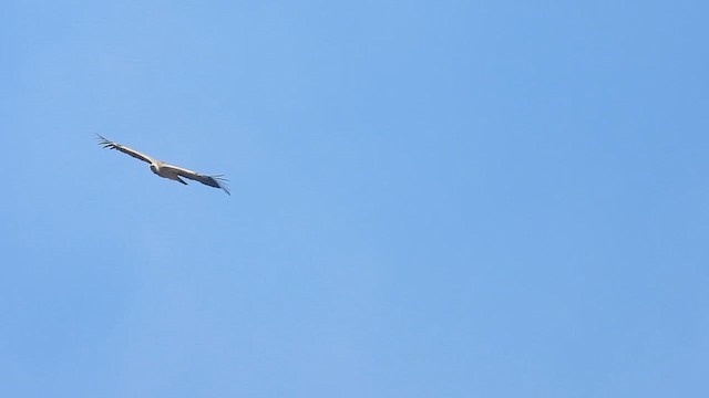 Indian Vulture - ML628258267