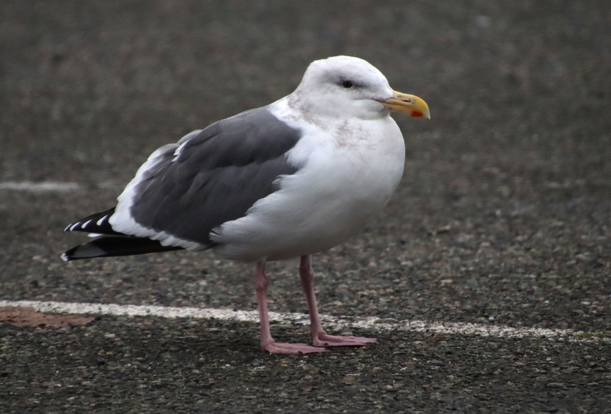 Western Gull - ML628258340