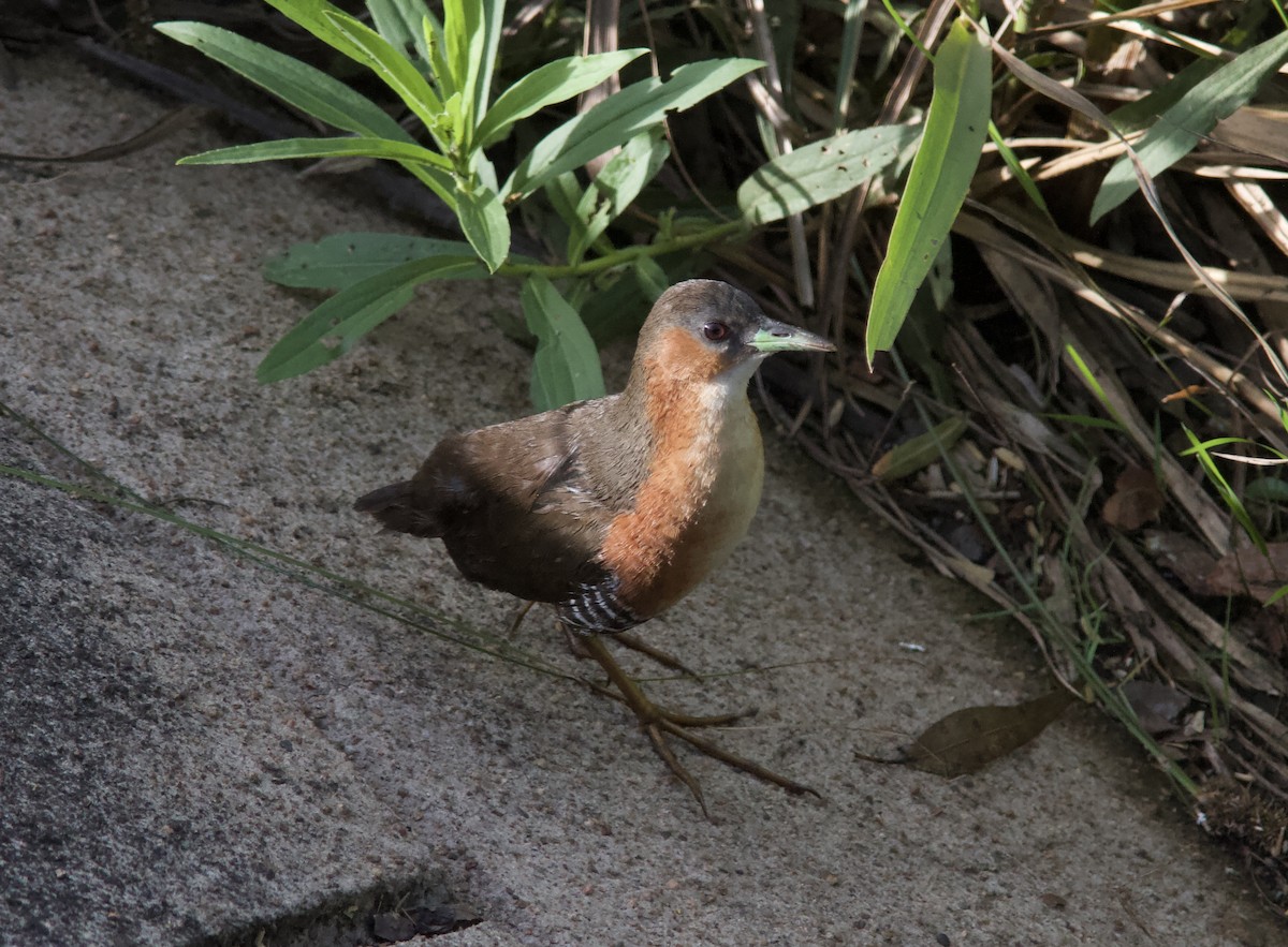 Rufous-sided Crake - ML628258385
