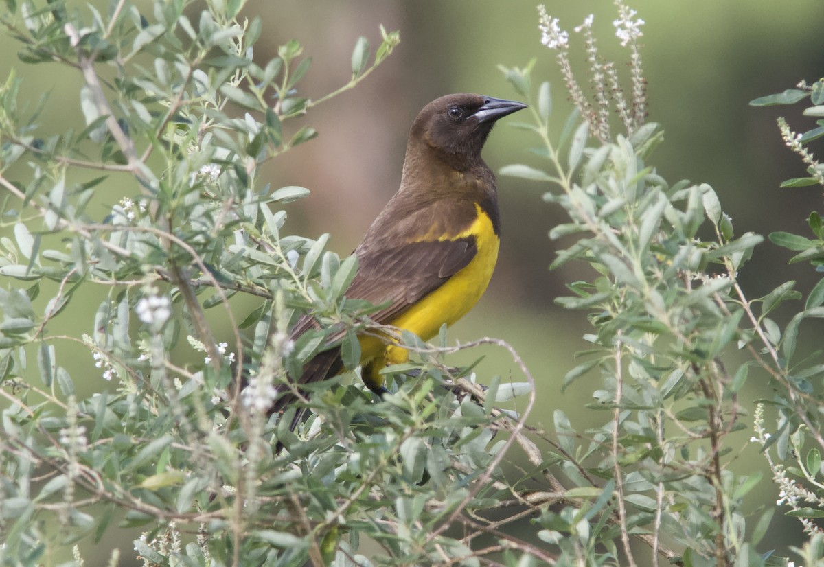 Yellow-rumped Marshbird - ML628258422