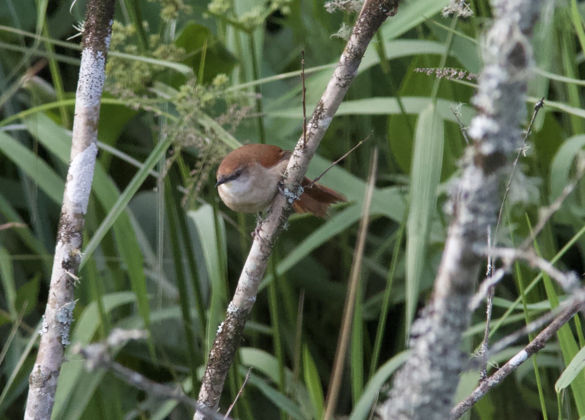 Yellow-chinned Spinetail - ML628258451