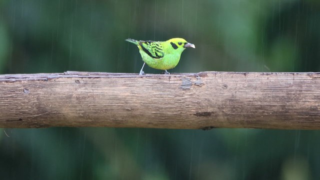 Emerald Tanager - ML628258500