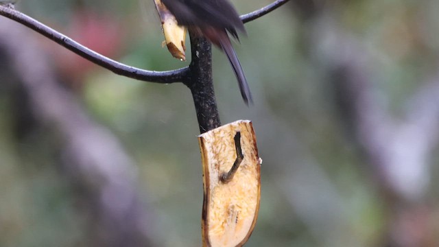 Red-throated Ant-Tanager - ML628258504