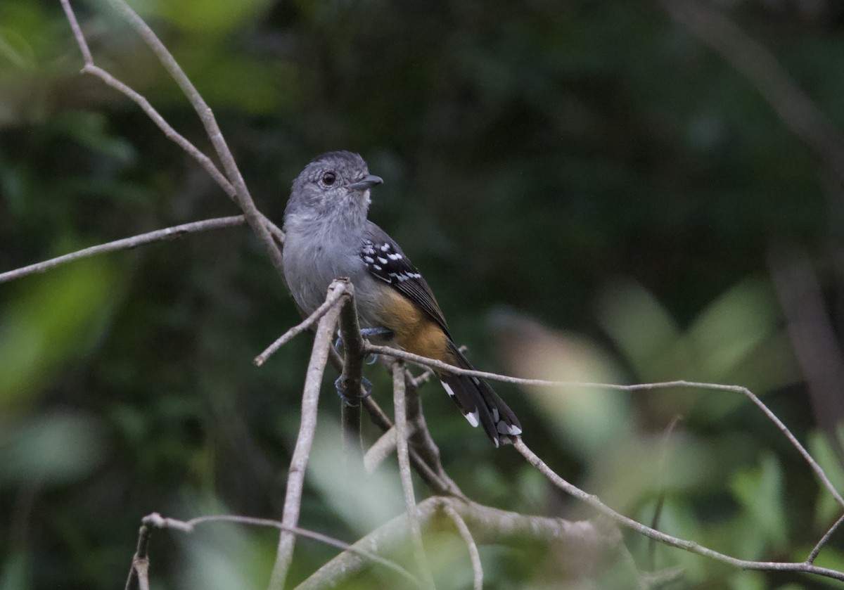 Variable Antshrike - ML628258538