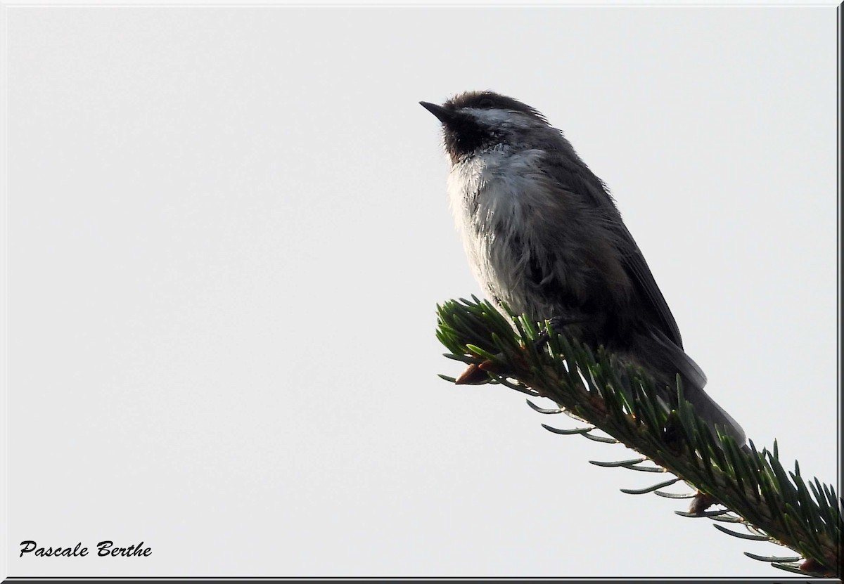 Boreal Chickadee - ML628258642
