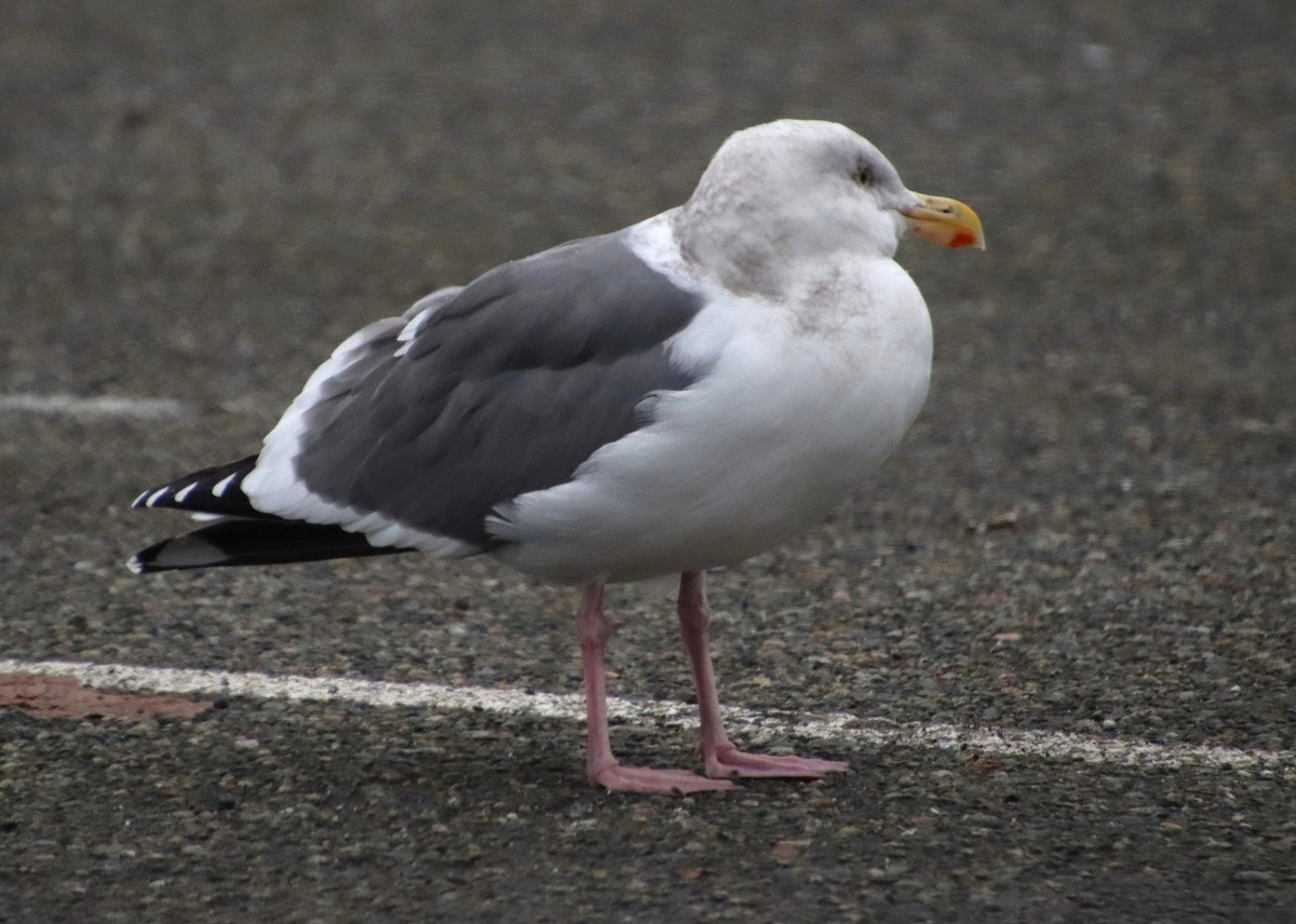 Western Gull - ML628258655