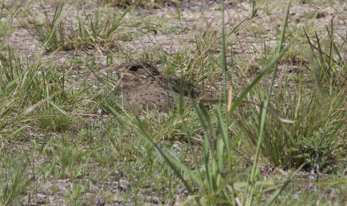 Nacunda Nighthawk - ML628258663