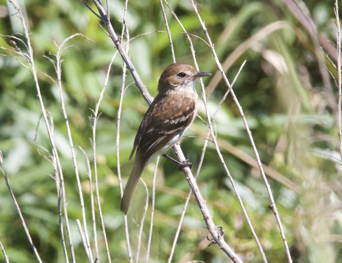 Bran-colored Flycatcher - ML628258693