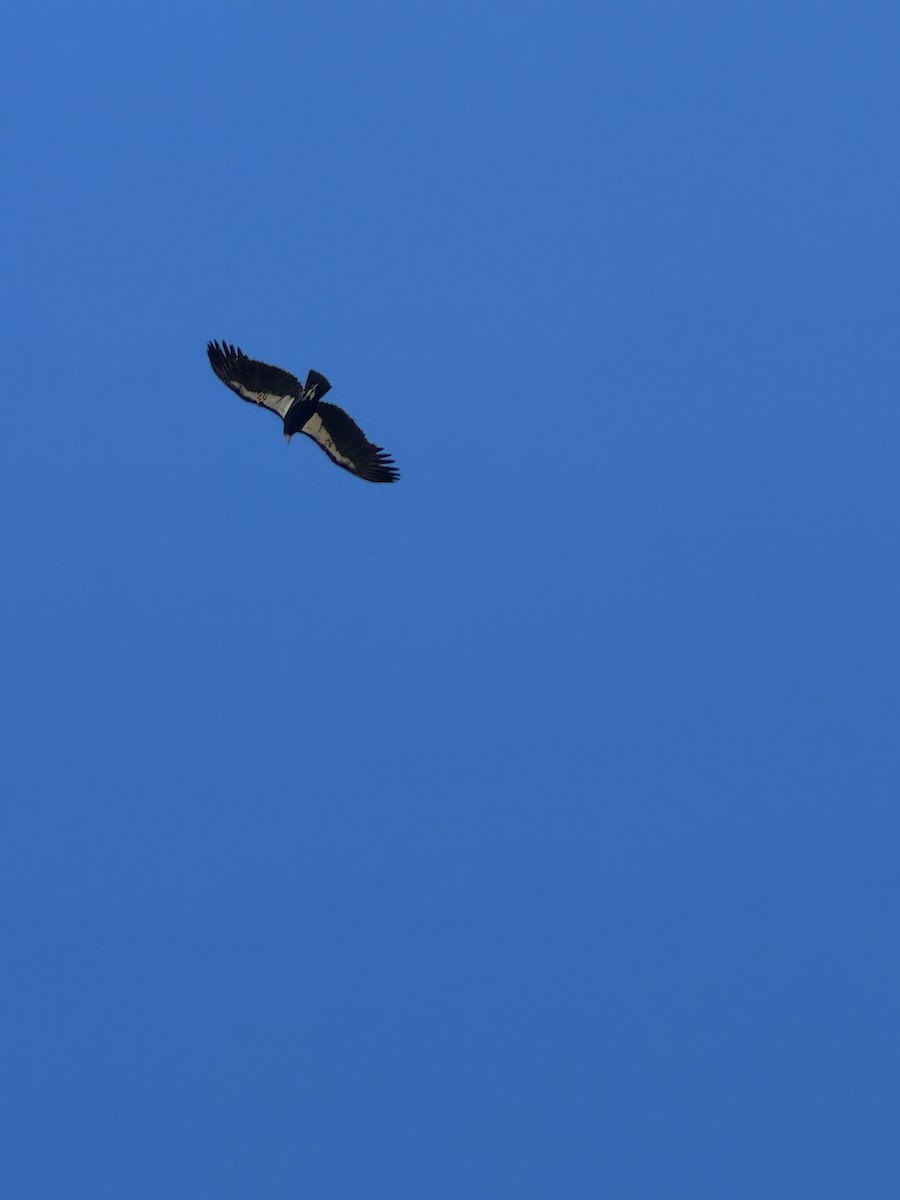 California Condor - ML628258703