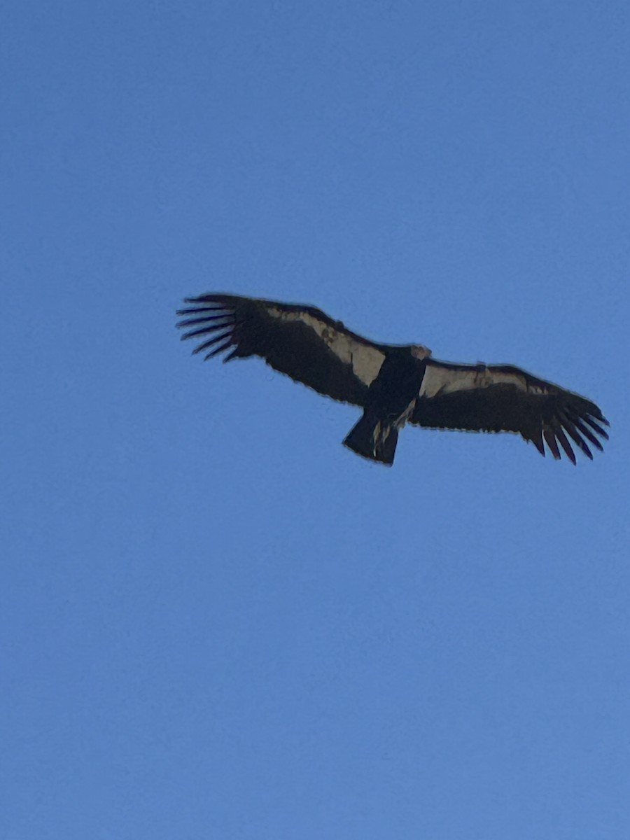 California Condor - ML628258704