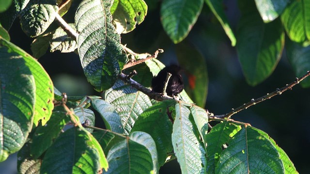 White-shouldered Tanager - ML628258716