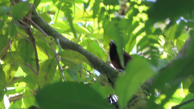 Black-throated Wren - ML628258813