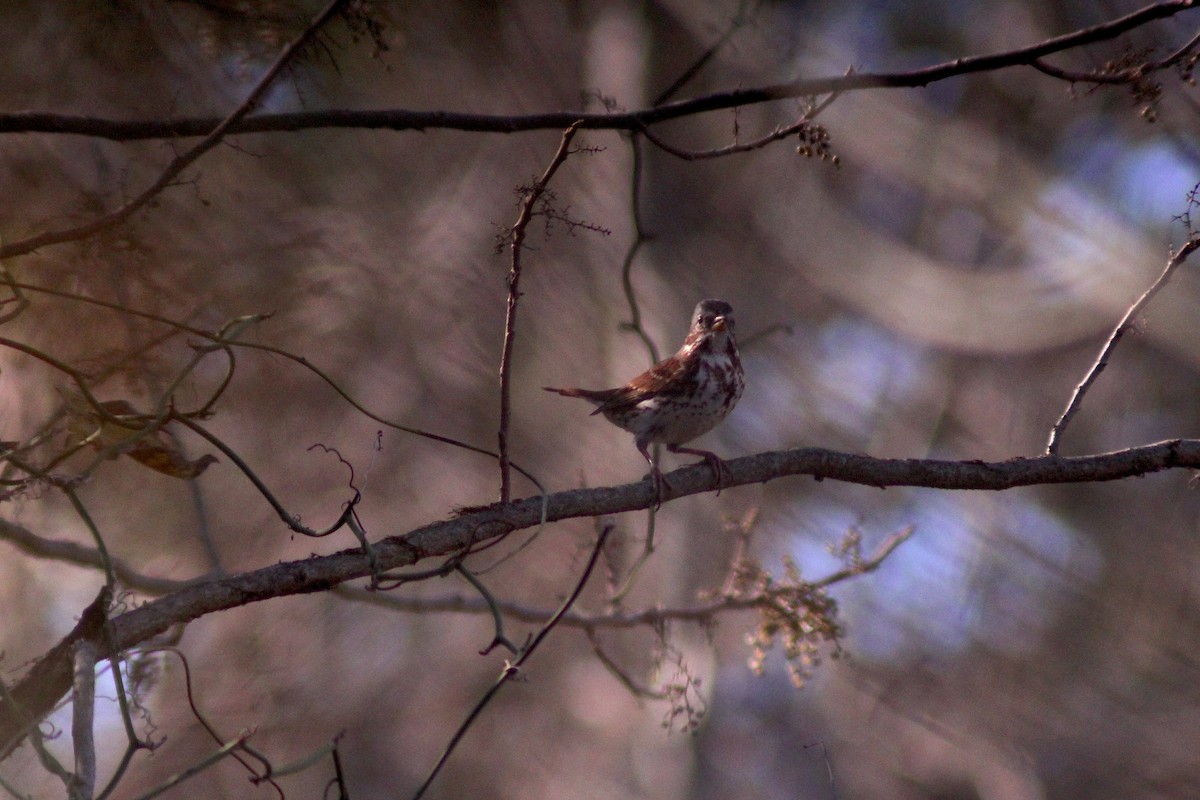 Fox Sparrow - ML628258825