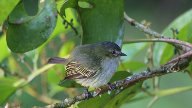 Mistletoe Tyrannulet - ML628258850