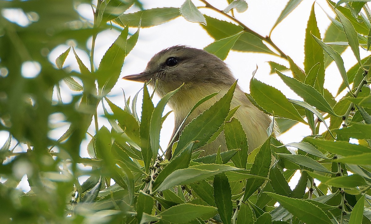 Philadelphia Vireo - ML628258861