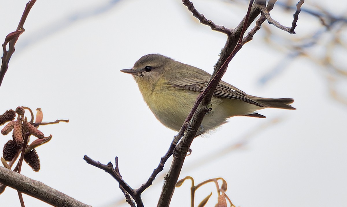 Philadelphia Vireo - ML628258862