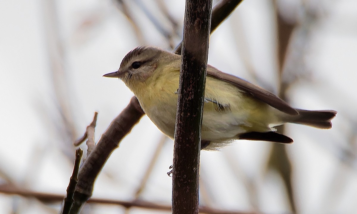 Philadelphia Vireo - ML628258863