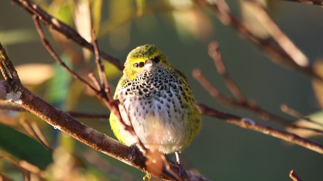 Speckled Tanager - ML628258886