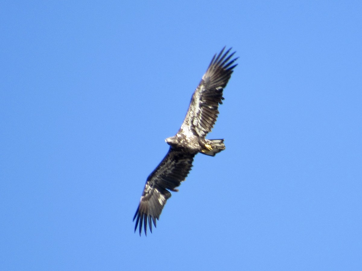 Bald Eagle - ML628258896