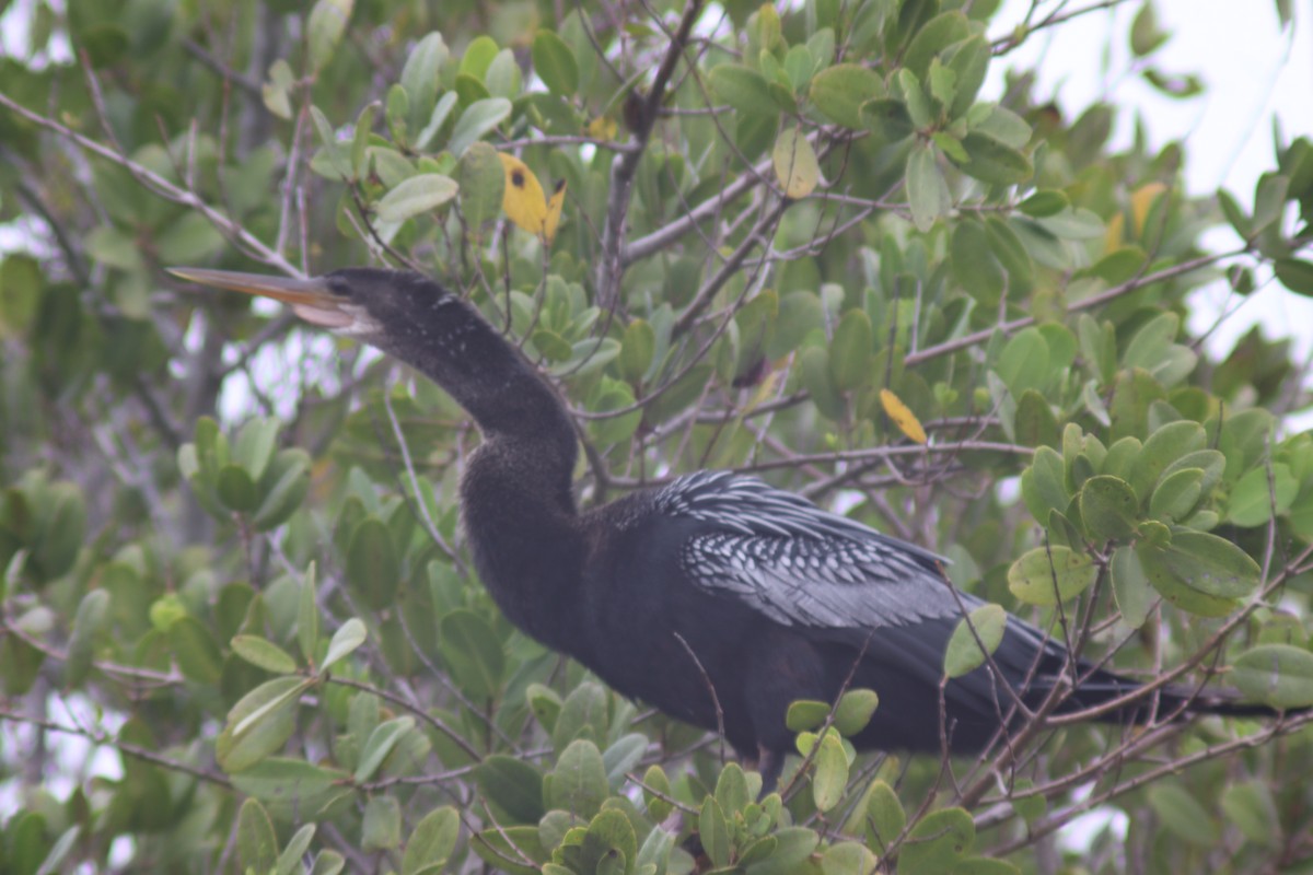 eBird Checklist - 30 Dec 2024 - Kings Park--E. Hall Rd. Marshes - 36 ...