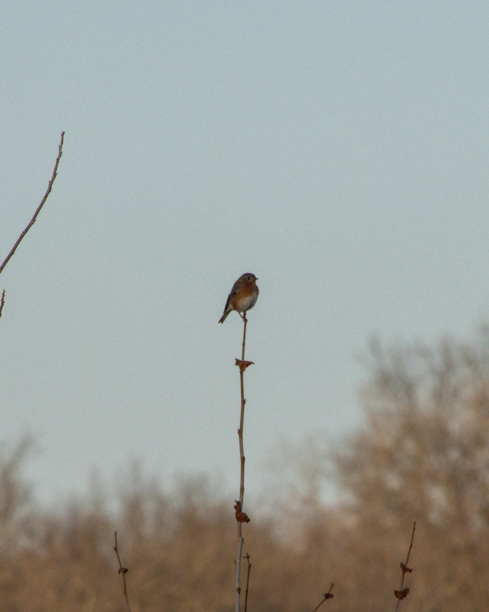 Eastern Bluebird - ML628258955