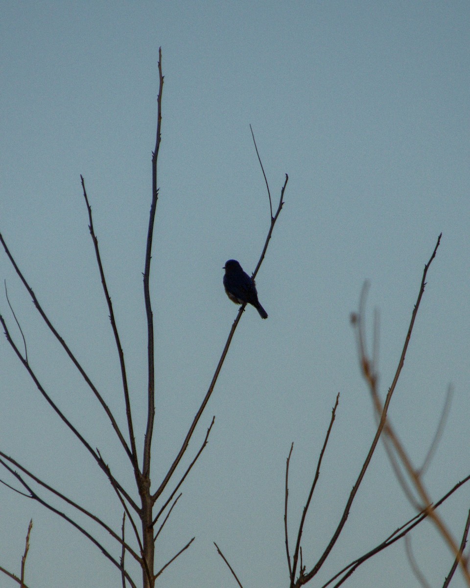 Eastern Bluebird - ML628258956