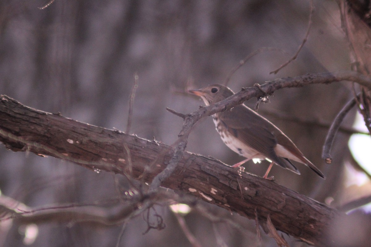 Hermit Thrush - ML628259037