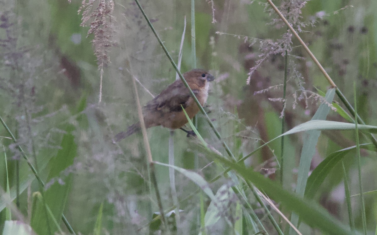 Rusty-collared Seedeater - ML628259168