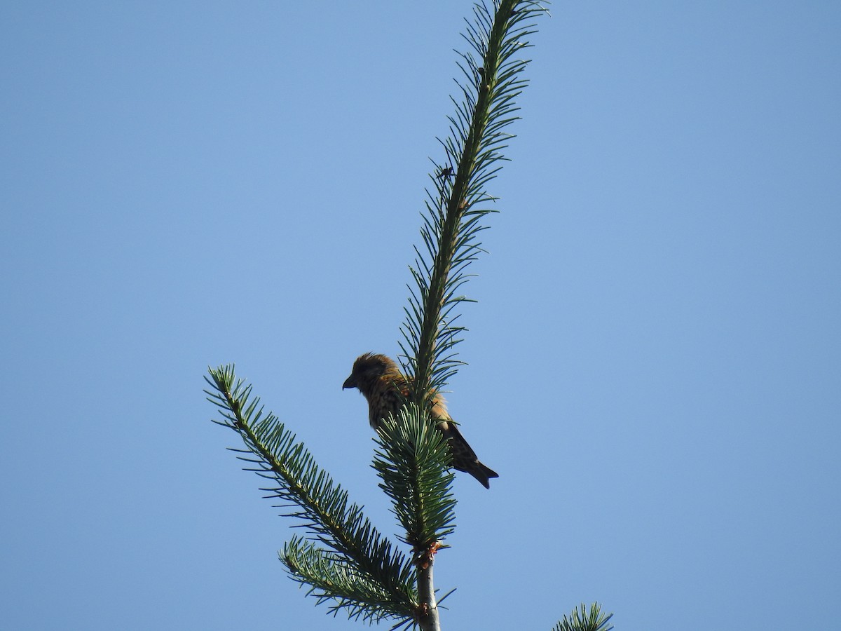 Bec-croisé des sapins - ML628259265