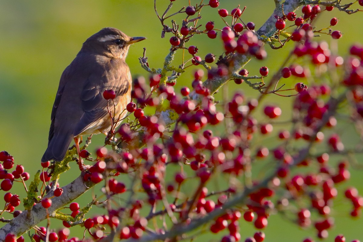 Redwing - ML628259281
