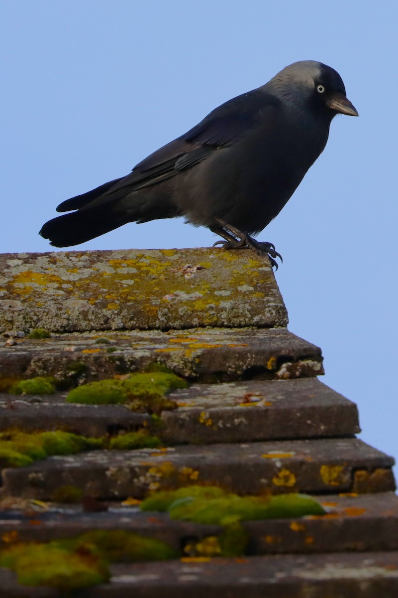 Eurasian Jackdaw - ML628259299