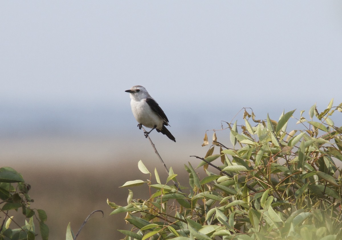 Black-and-white Monjita - ML628259321