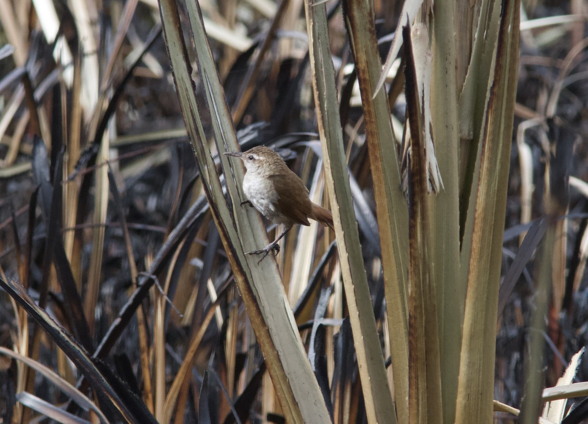 Curve-billed Reedhaunter - ML628259346