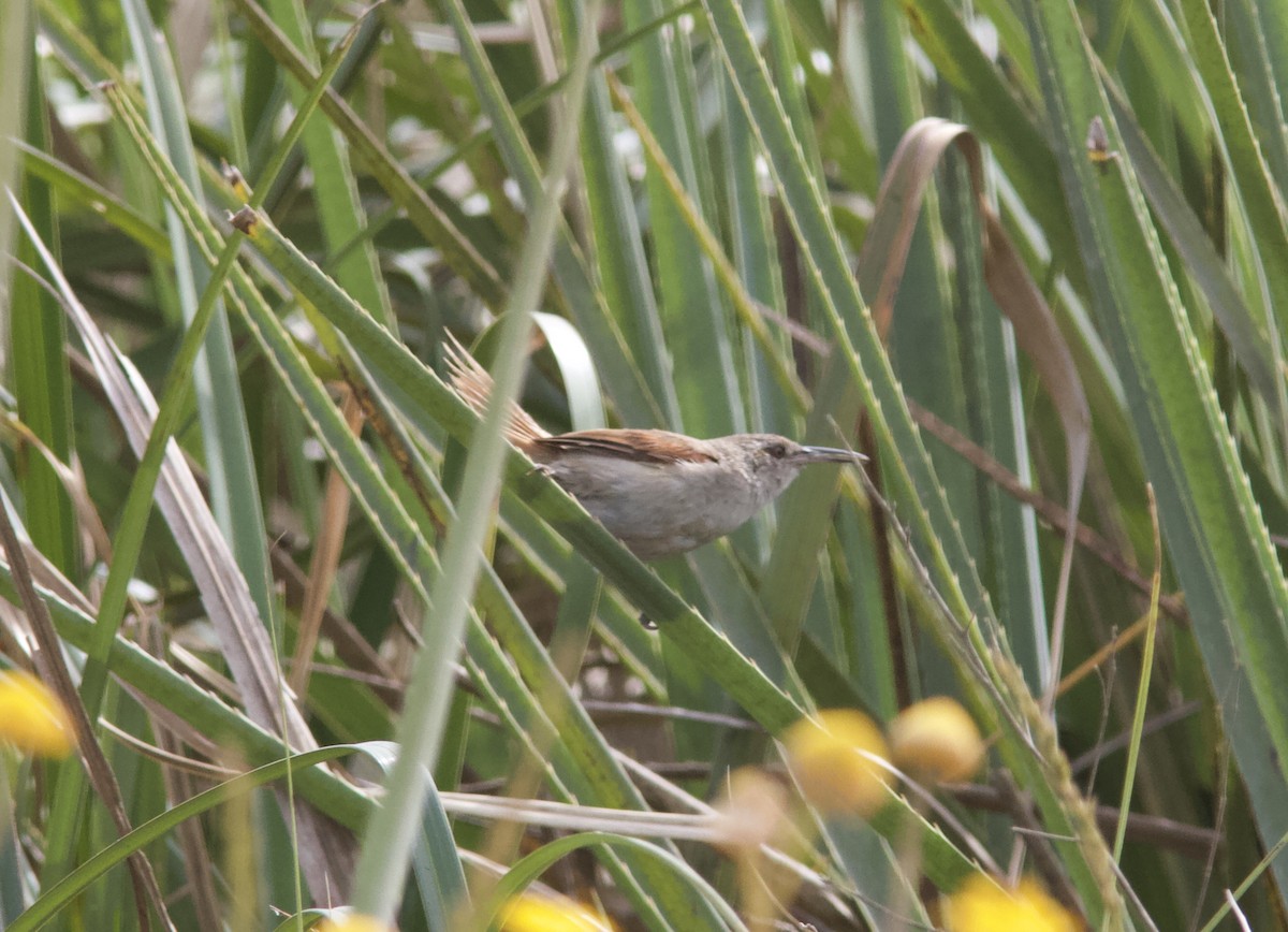 Straight-billed Reedhaunter - ML628259358