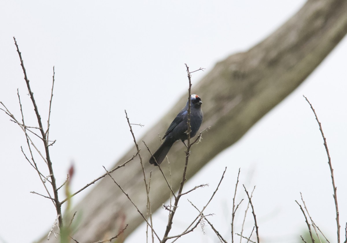 Diademed Tanager - ML628259439