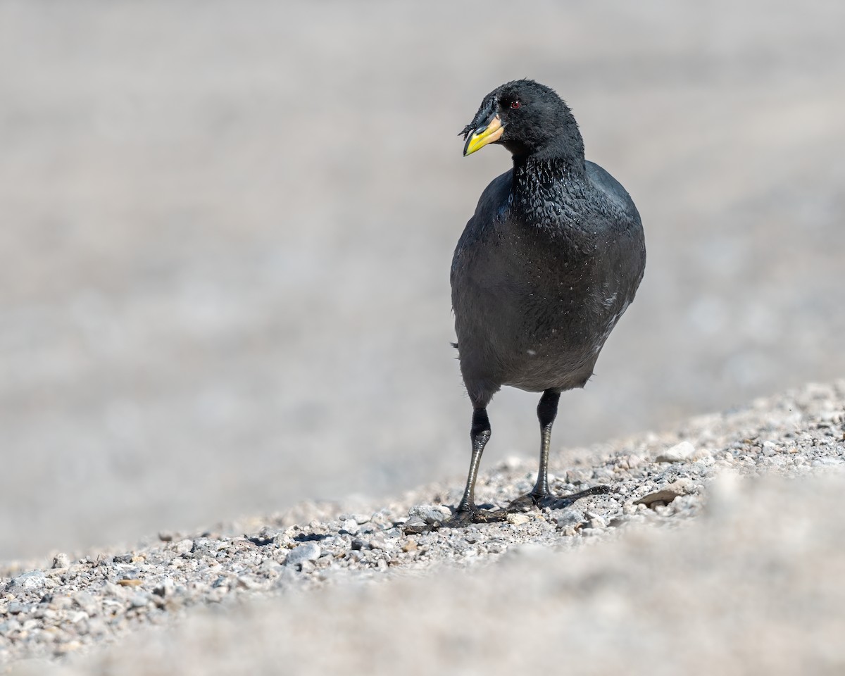 Horned Coot - ML628259466