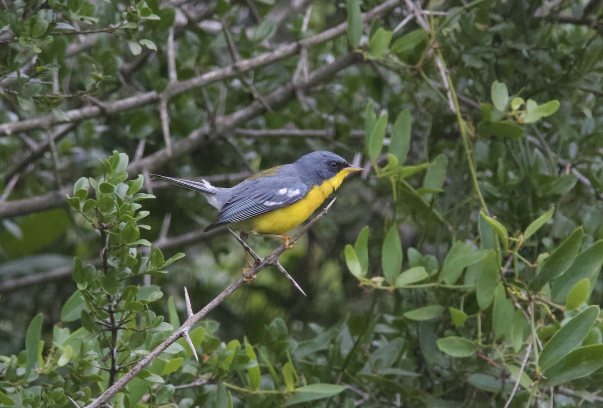 Tropical Parula - ML628259476