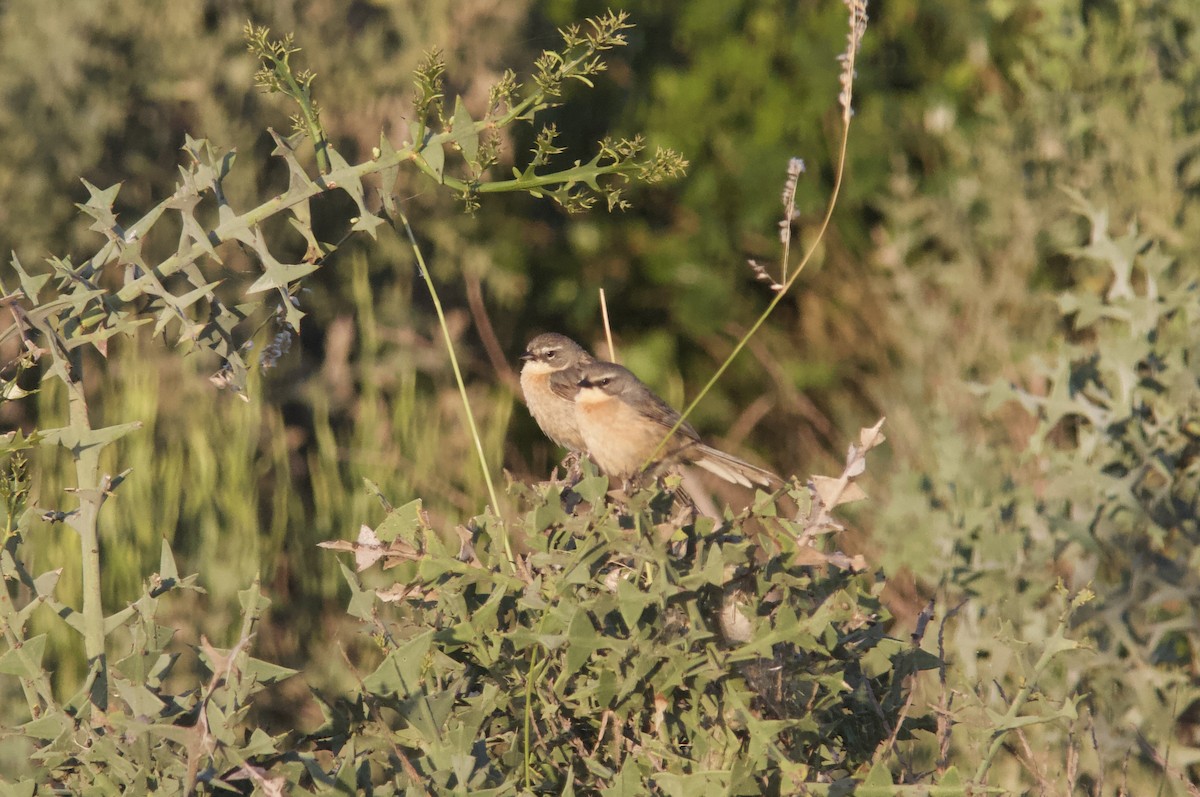 Long-tailed Reed Finch - ML628259609