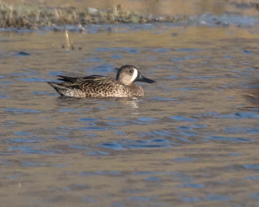 Blue-winged Teal - ML628259611