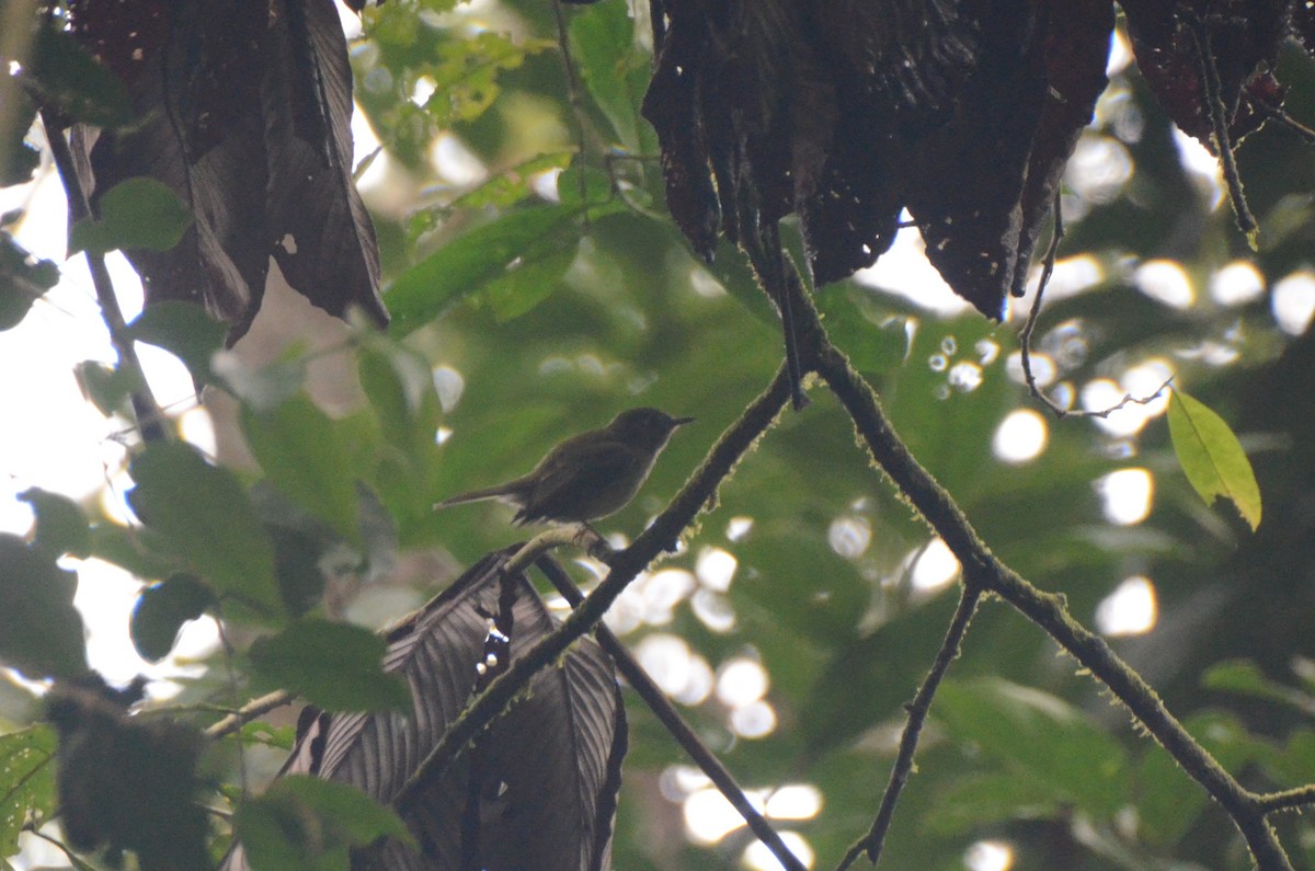 Olive-streaked Flycatcher - ML628259631