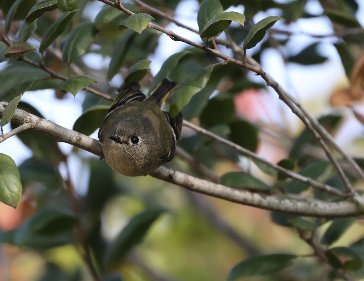 Ruby-crowned Kinglet - ML628259637