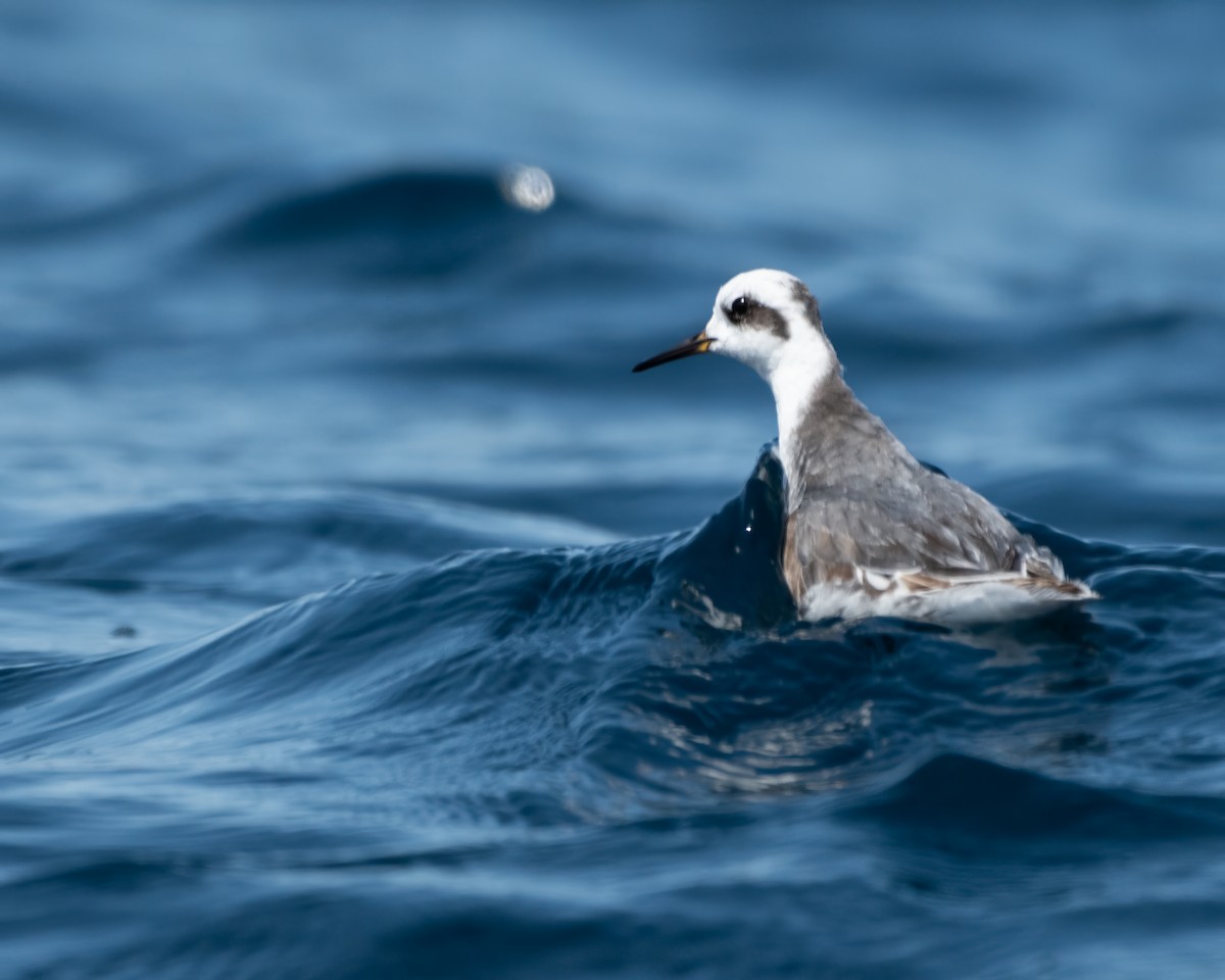 Red Phalarope - ML628259671