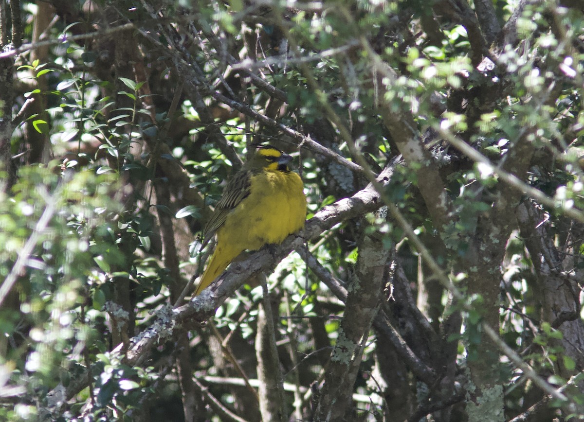 Yellow Cardinal - ML628259681