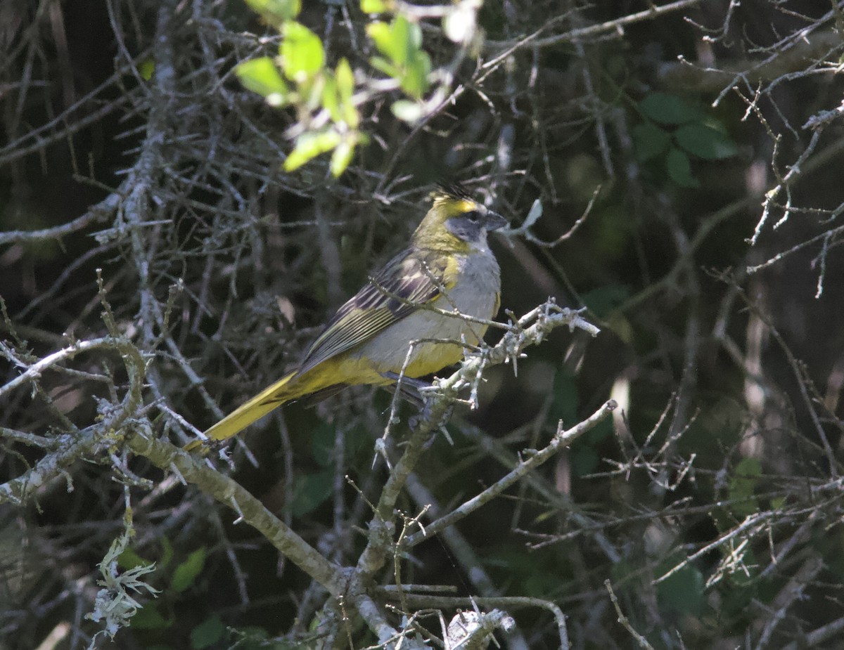 Yellow Cardinal - ML628259689