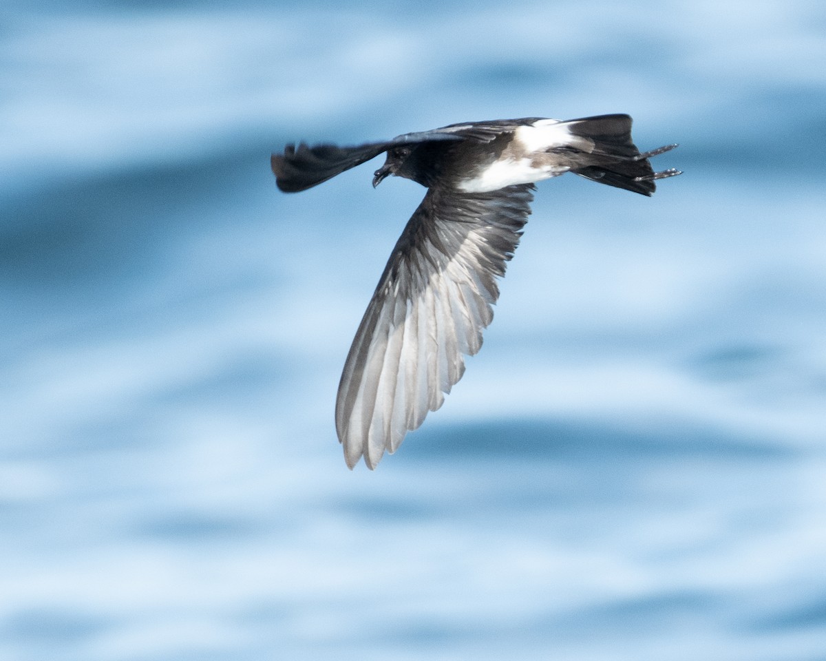 Elliot's Storm-Petrel - ML628259704