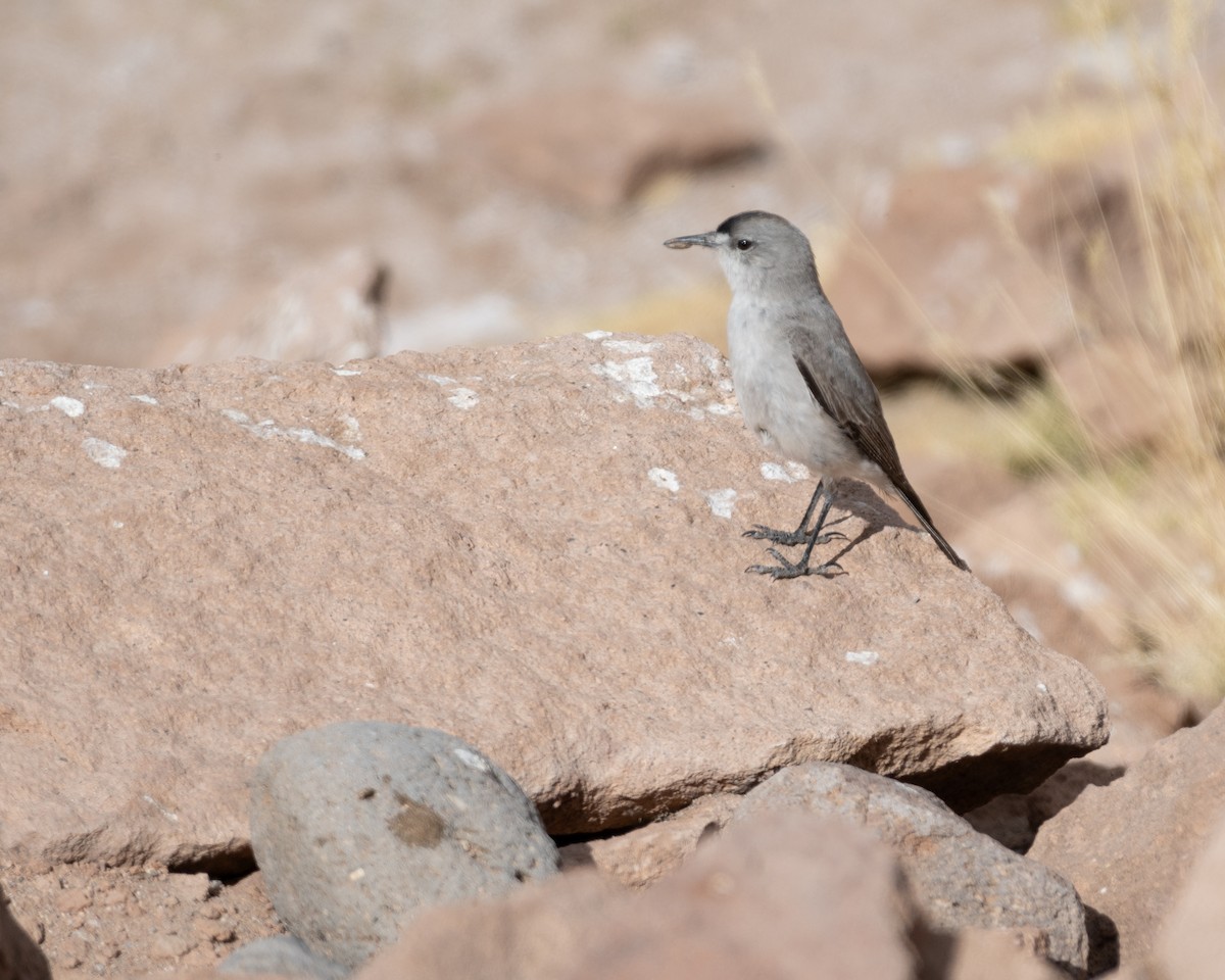 Black-fronted Ground-Tyrant - ML628259806