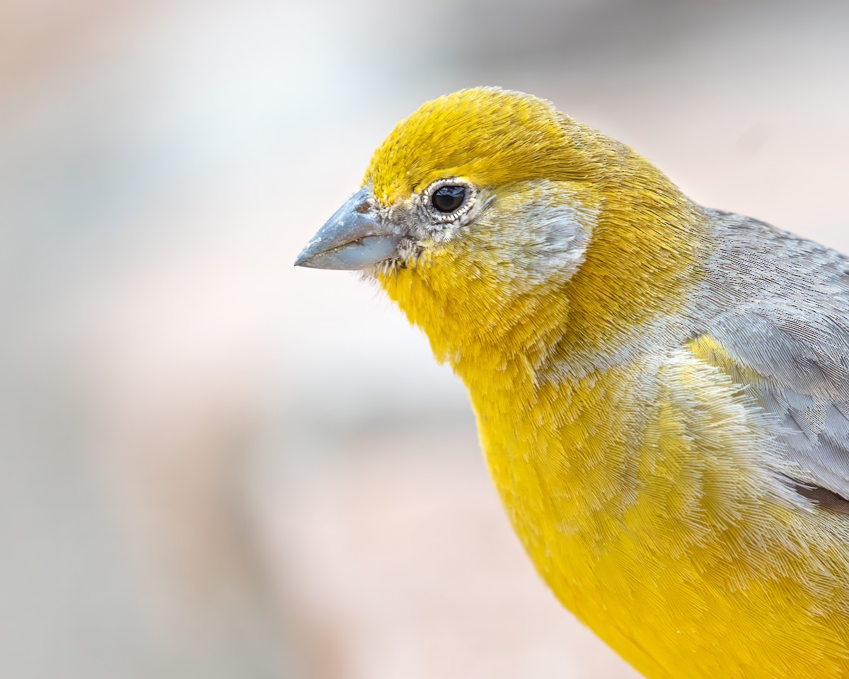 Bright-rumped Yellow-Finch - ML628259859