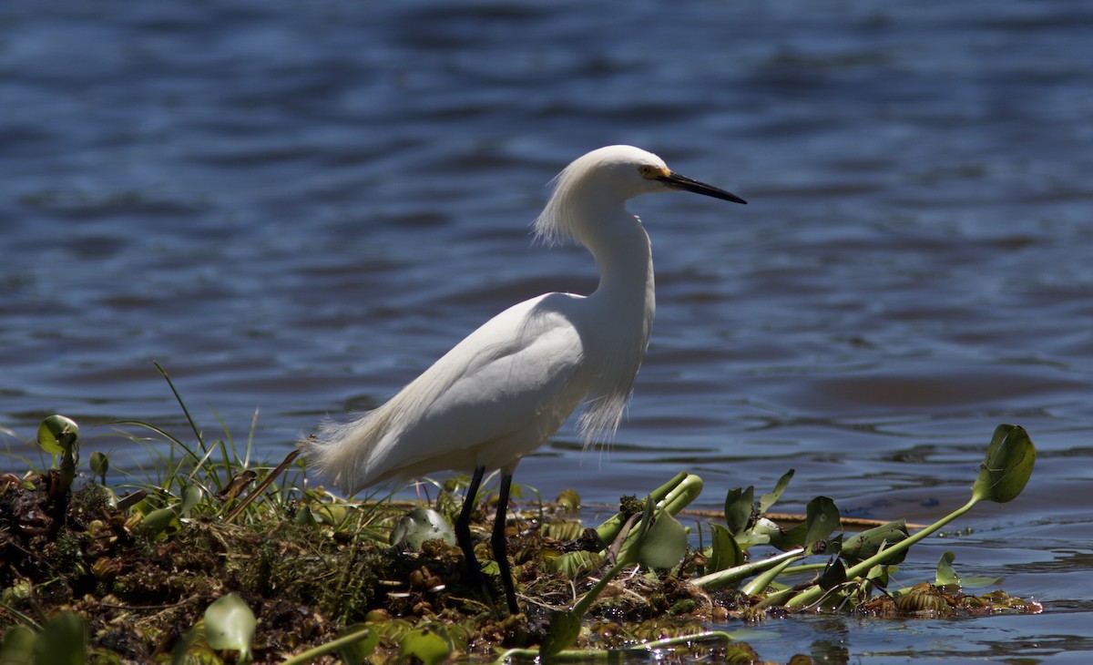 Snowy Egret - ML628259929