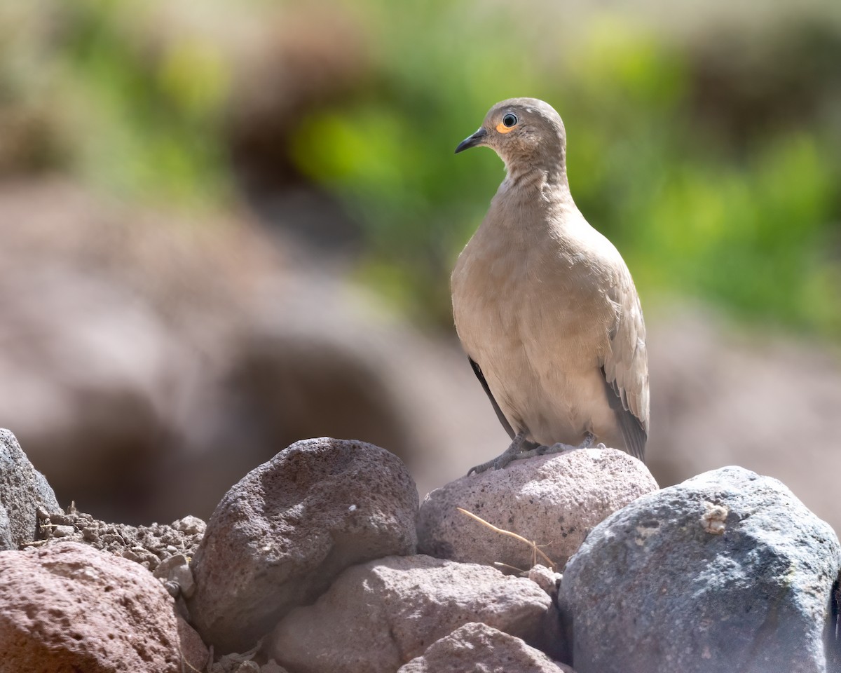 Black-winged Ground Dove - ML628259936