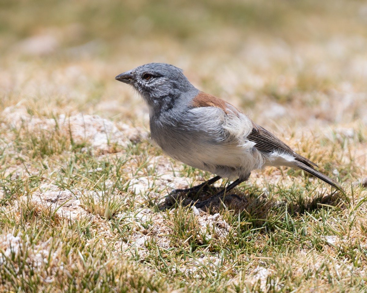 Red-backed Sierra Finch - ML628259981